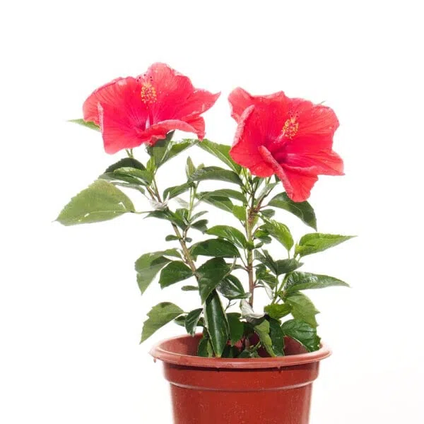 Hibiscus Natural Planta Arbustiva Resistente de Color Rojo