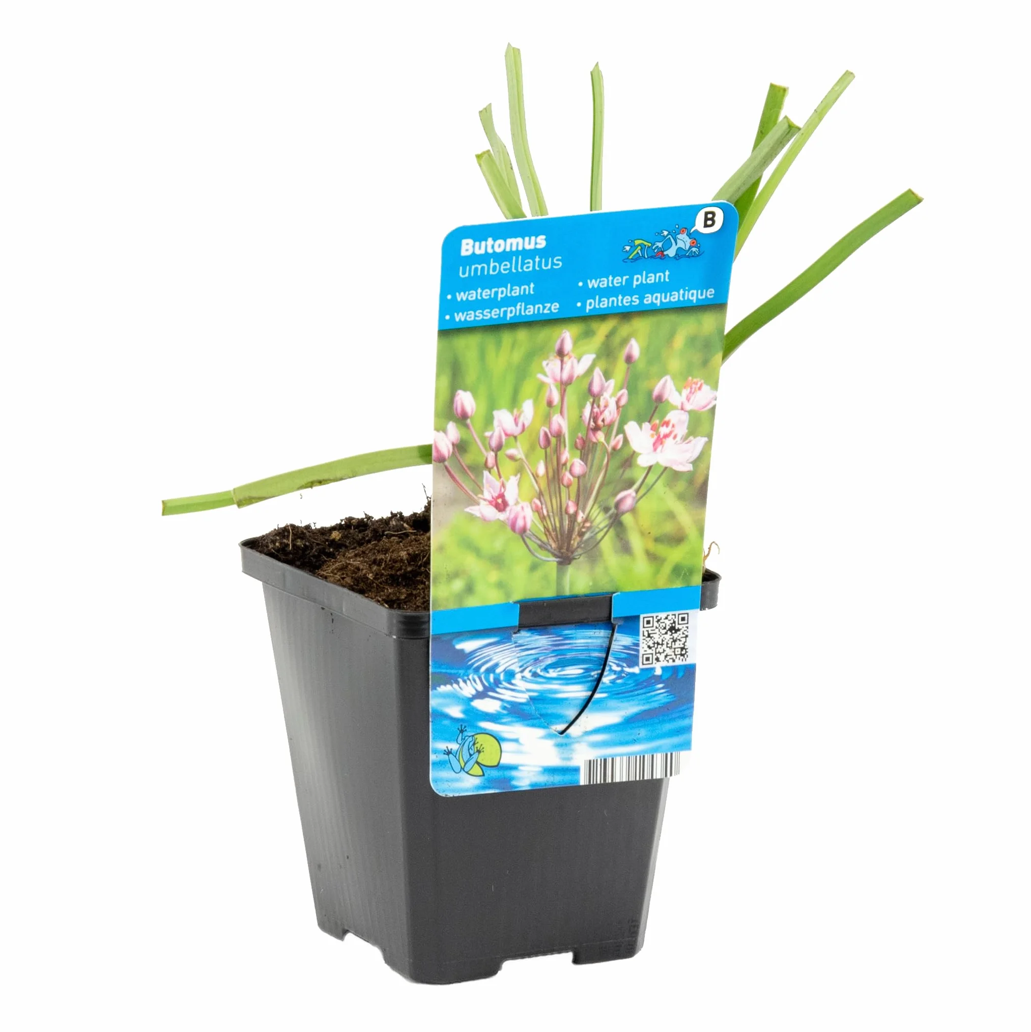 Bloomique - Butomus umbellatus - Flor de los cisnes - Plantas de estanque - Resistente al frío - Altura 15-25 cm - Maceta 9 cm