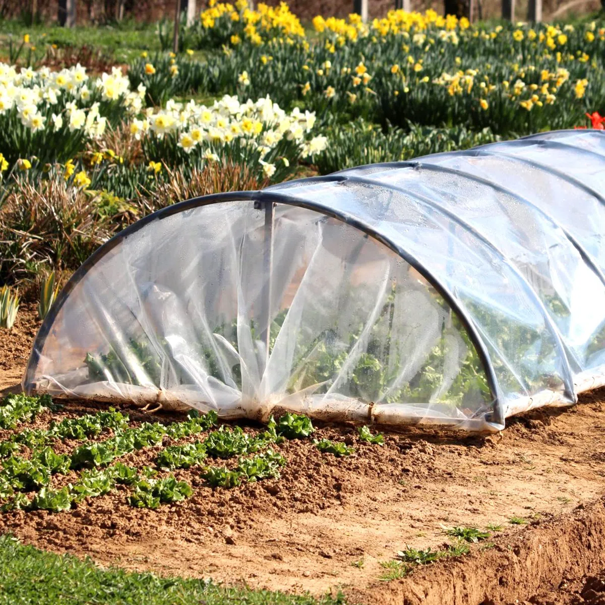 3x6m Transparente Película de Polietileno,Cubierta Invernadero Plastico,Película de Invernadero supergruesa,Película de Invernadero Cubierta de plástico,para Jardinería,Agricultura