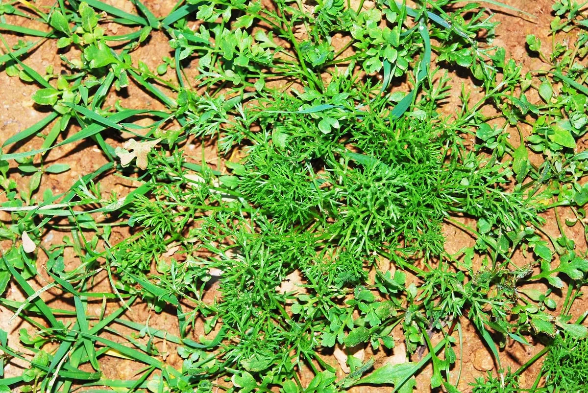 Herbicida para Malas Hierbas HERBIFAST de Hoja Estrecha MUY EFICAZ | 125 ml para diluir en 31 litros de Agua | Acción Sistémica y Rápida Absorción | Ideal Huertos y Cultivos Hortícolas | Nexum Market