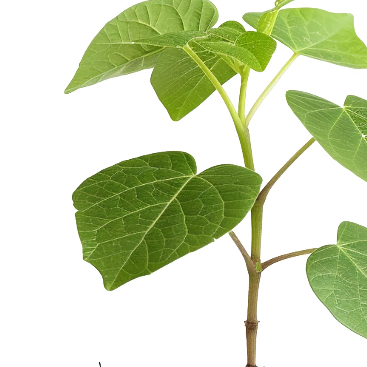 Paulownia Fortunei Planta Natural 50-70 cm con Maceta Plástico, Árbol Rápido Crecimiento, Ideal para Jardín, Terraza o Interior, Planta Ornamental y Purificadora de Aire. Paulownia Fortunei