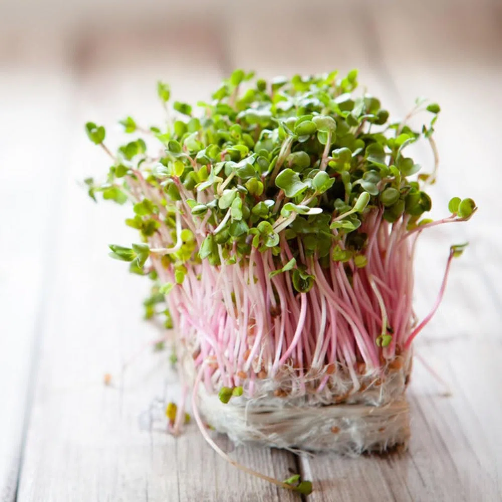500 piezas semillas de brotes de rábano - plantas vegetales plantas jóvenes resistentes plantas en maceta brotes de semillas de rábano, semillas de brotes de germen,