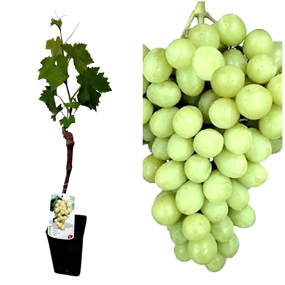 Planta Parra Injertadas de uva sin semilla. En maceta. Blanca Superior. Segura Garden. Frutos sabrosos sin molestias, ideal para disfrutar uvas sin semillas