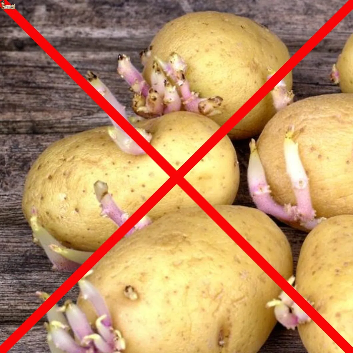 BricoLoco.com Polvo antigerminante salvapatatas. ¡¡¡ 1 Kg. !!!! Polvos antigrillado para conservar patatas sin brotes, tallos o “grillos” en huerto, tierra o almacenadas. 100% natural (1, Kilogramos)