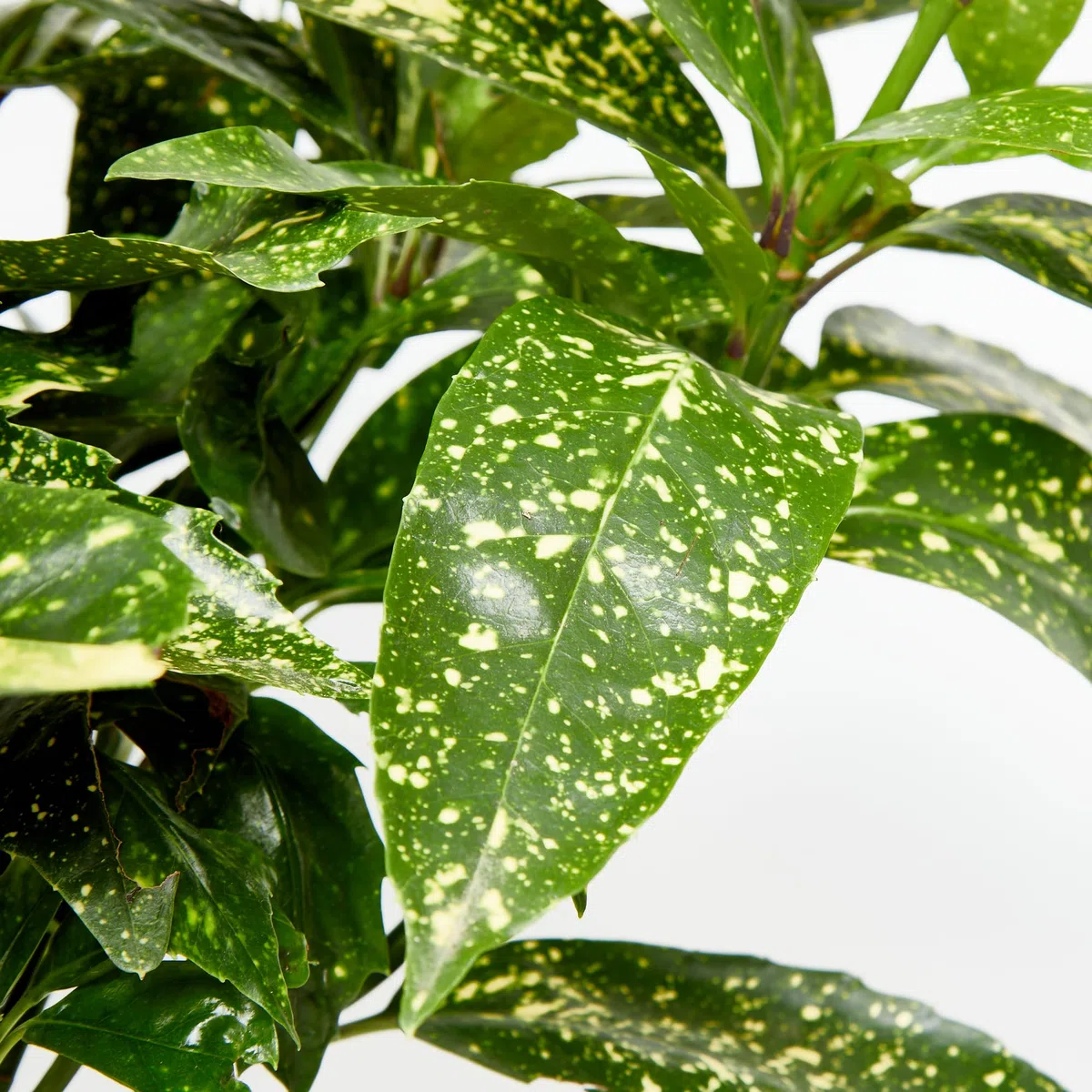 Verdecora Aucuba en maceta de 3L | Aucuba japonica | Arbusto de Exterior con Follaje Verde y Manchas Doradas | Ideal para Sombra Parcial, Bordes y Jardines de Bajo Mantenimiento