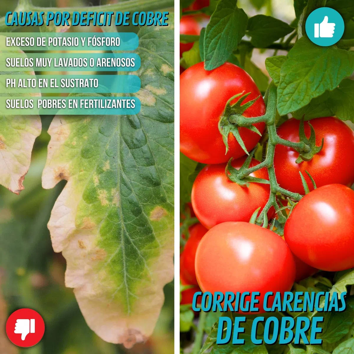 GLUCONATO DE COBRE 1 LITRO cobre fungicida para plantas, corrige carencias de cobre, Solucion protectora con efecto fungicida, cobre sistemico, fertilizante plantas a base de cobre