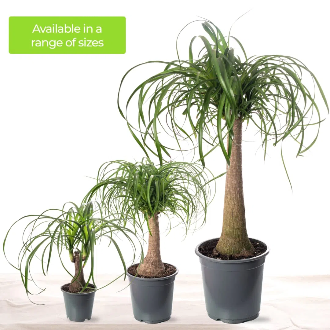 ardener's Dream - Pie de elefante para interior - Planta de interior tropical, plantas de interior de hoja perenne, grandes y reales (30-40 cm)