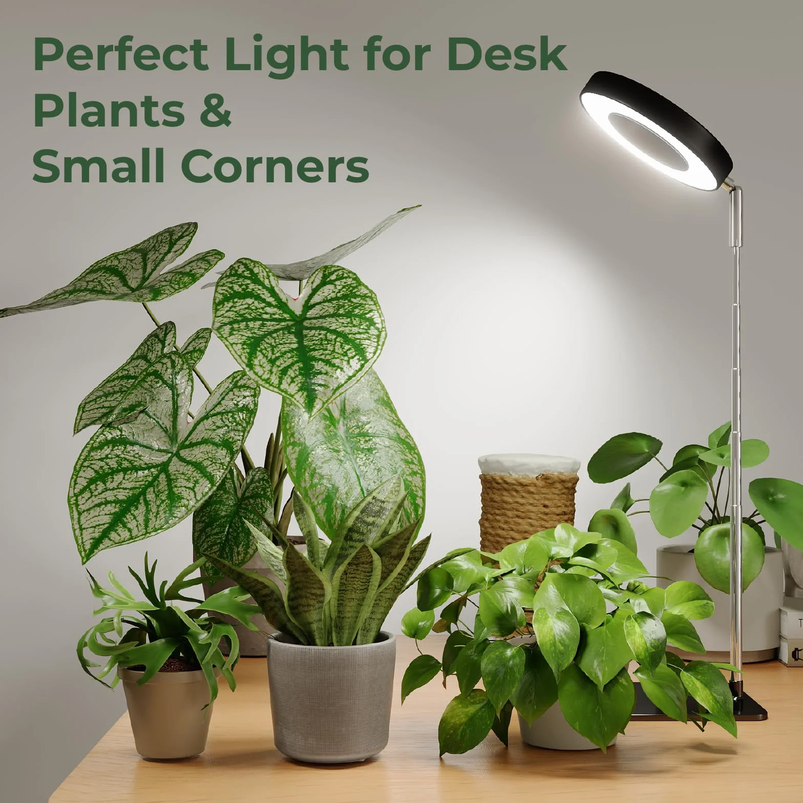 Bamworld luz crecimiento plantas interior LED espectro completo 8W con base luces de crecimiento para plantas anillo altura ajustable escritorio grow light luz para plantas interior