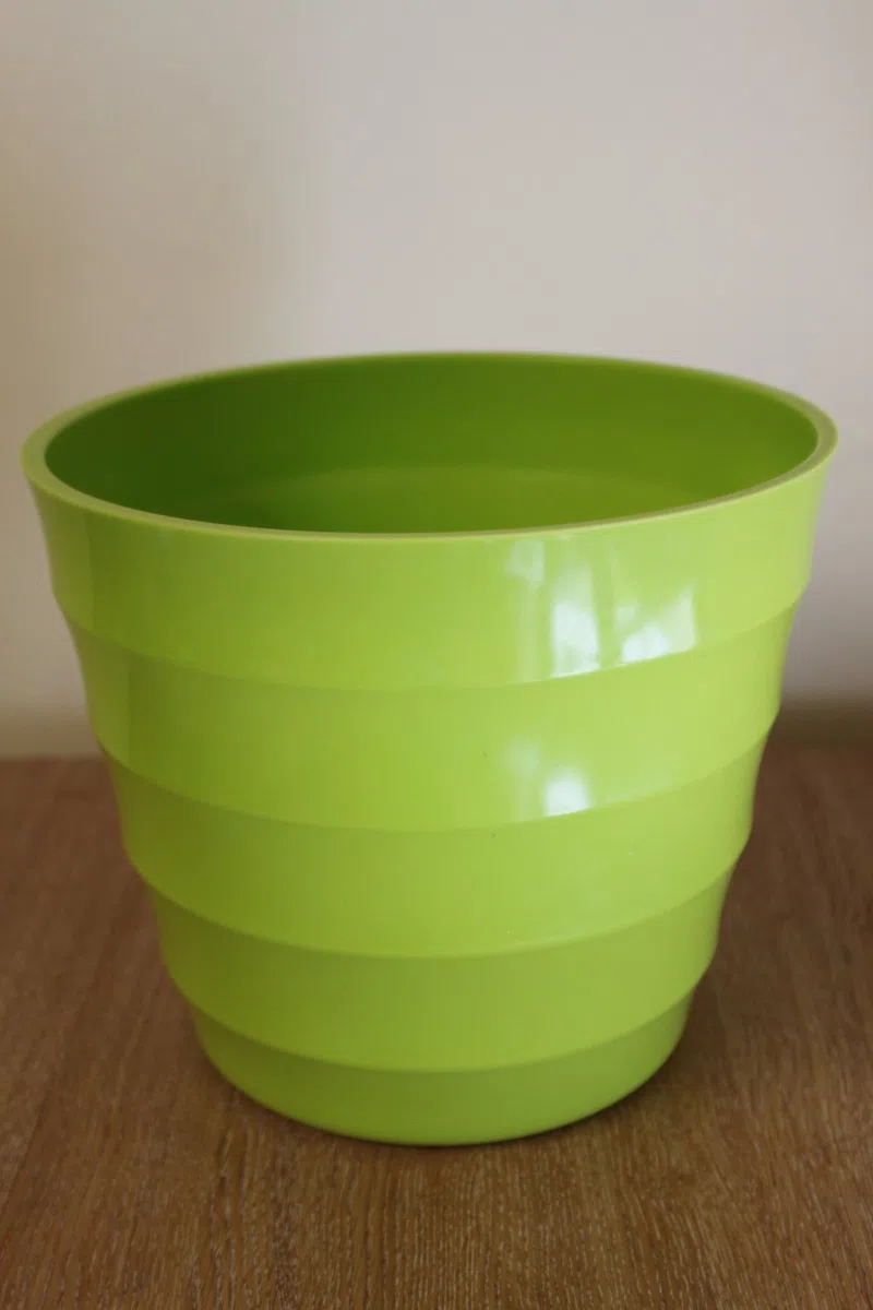 Planta de interior - Planta para la casa o la oficina - Monstera deliciosa - Planta del queso suizo - 45cms de alto en un palo con musgo