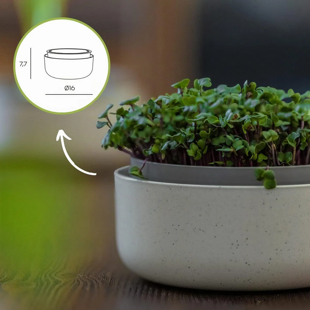 Urbalive - Cuenco Grande de 16 cm para brotes, Semillas, microgreens – Diseño colador de plástico – Germsprossenbox germinador con Mezcla de café