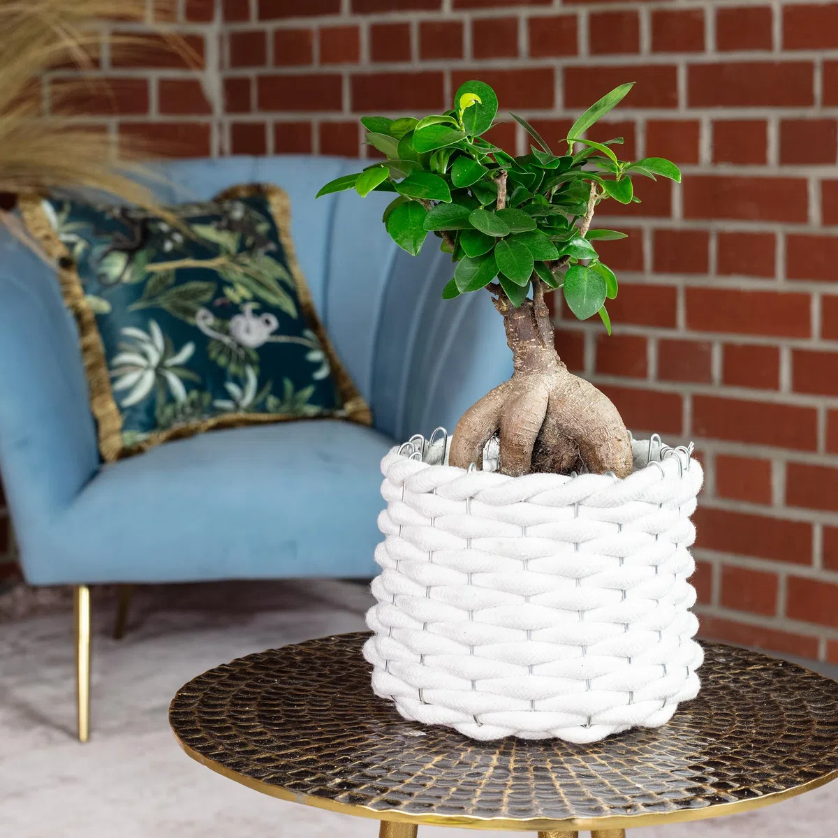 Ficus Ginseng - Higo chino (altura aprox. 25 cm, diámetro de la maceta 12 cm)