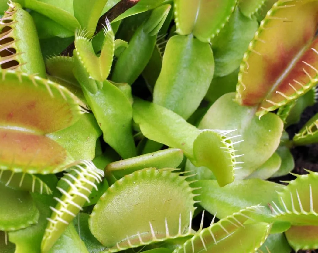 Verdecora Dionaea Muscipula - Venus atrapamoscas - Planta carnivora de interior en maceta de Ø10cm