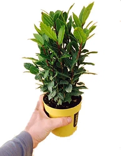Laurel Natural Árbol con Hojas Perfectas como Condimento Aromatizante