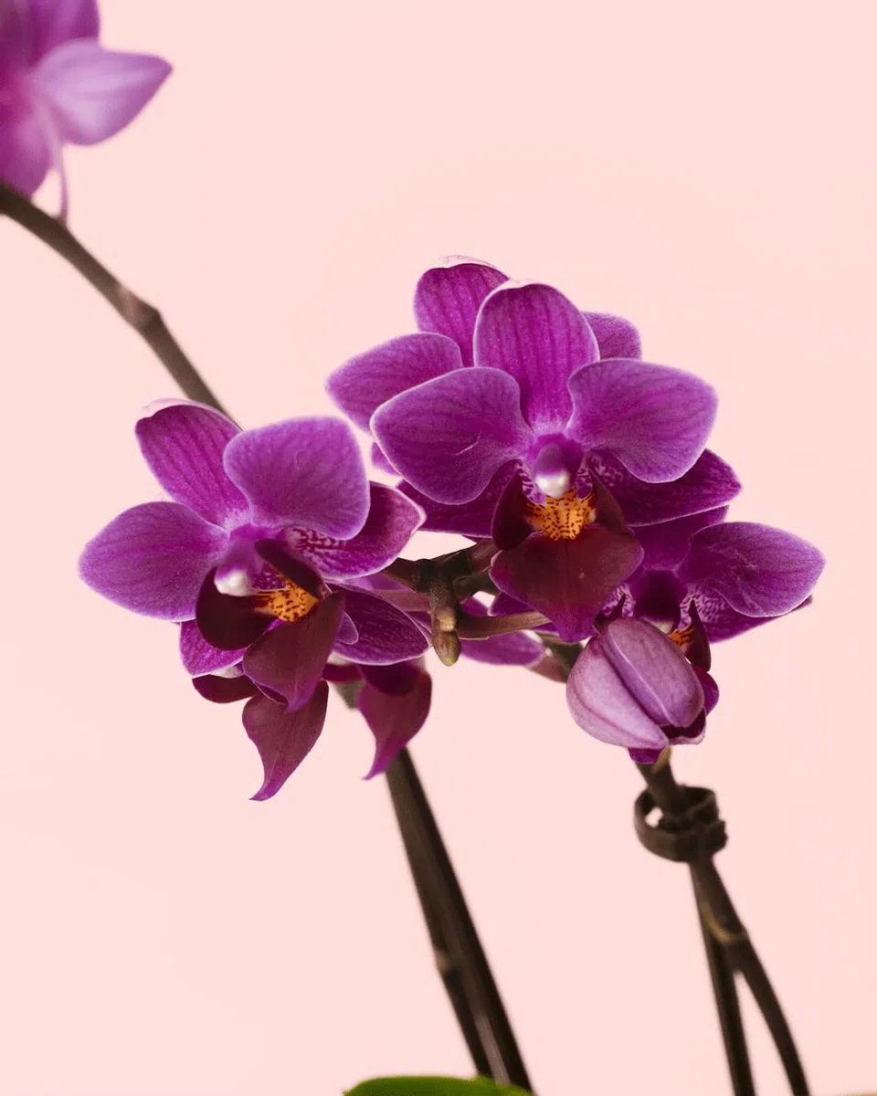 Orquídea Lila | Mini Planta Natural | Pur Plant