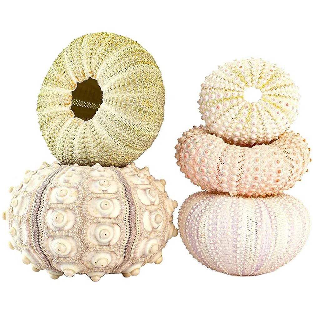 5 x Mini-maceta colgante de caracol, soporte decorativo para plantas de aire, mini-concha, contenedor de exhibición de suculentas para el hogar, exterior, jardín