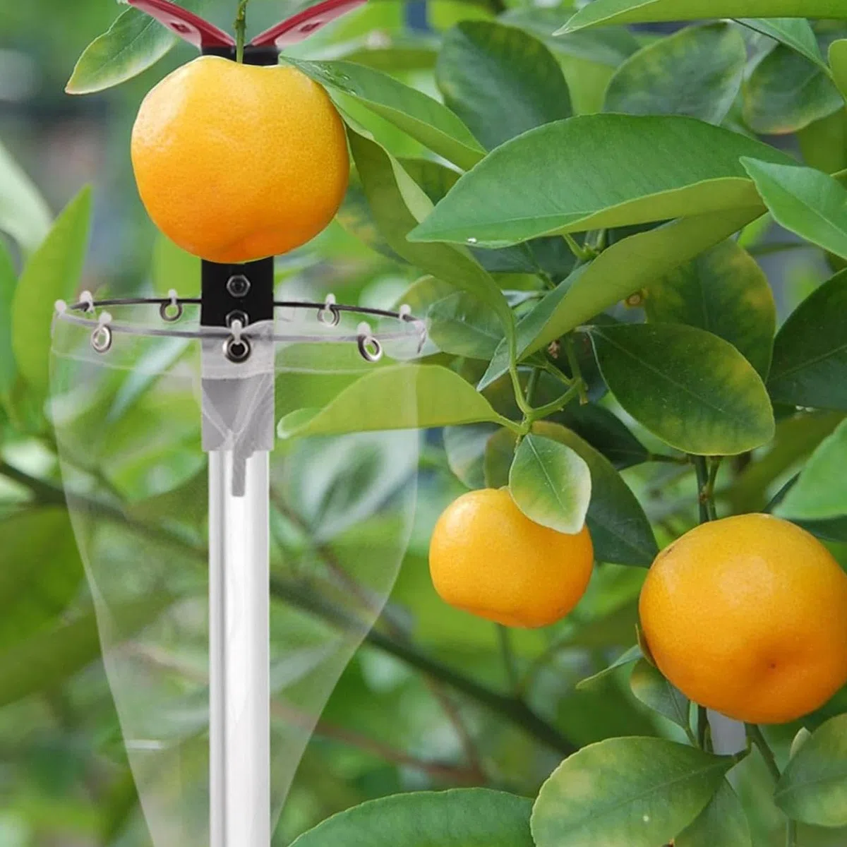 Cabezal Recolector de Frutas de Acero Inoxidable, Herramienta de Jardinería para Naranjas, Higos Y Ciruelas.