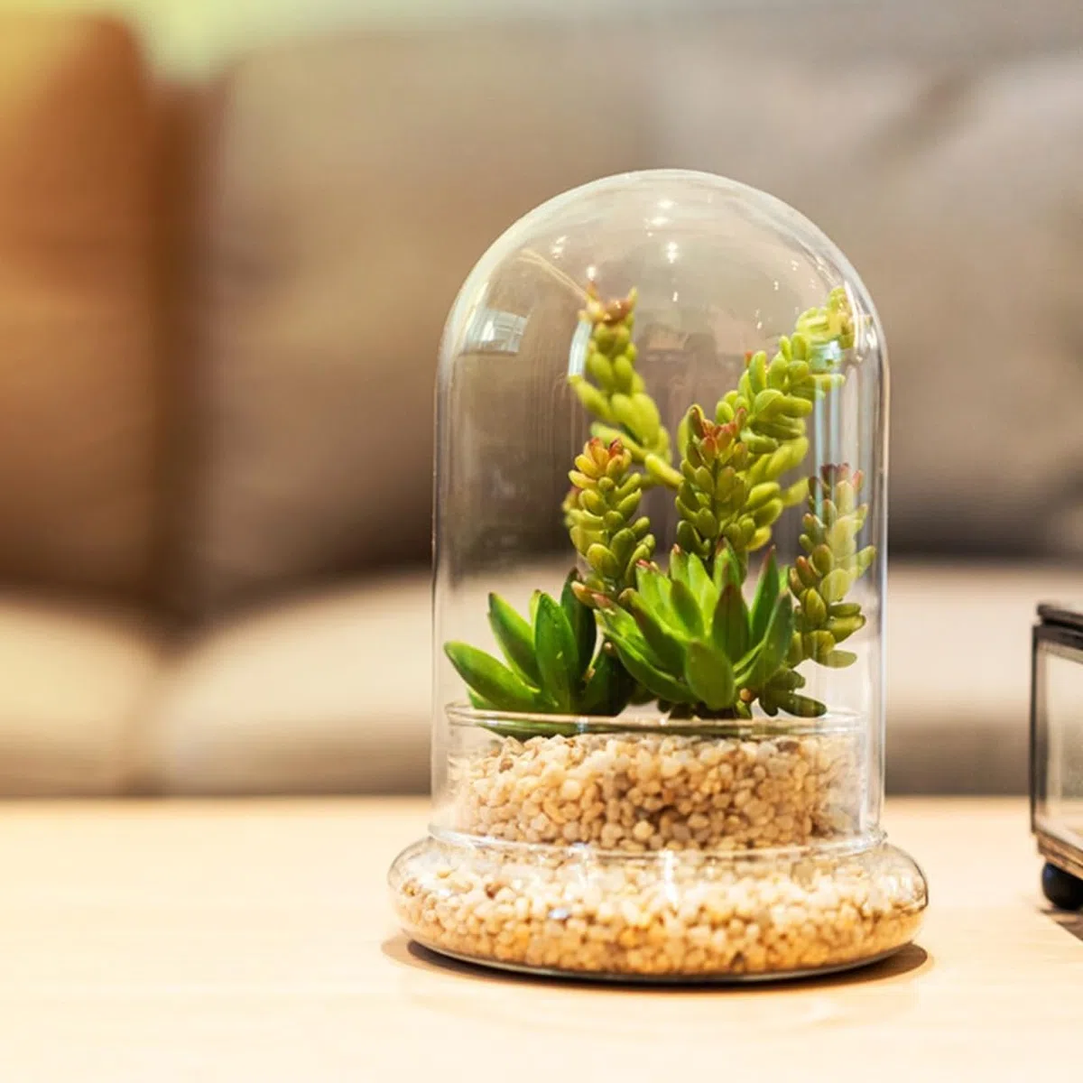 YARNOW CúPula De Cristal Pequeña - Terrario Plantas Campana, Ideal para Decorar Hogar, Oficina Y Regalos Creativos