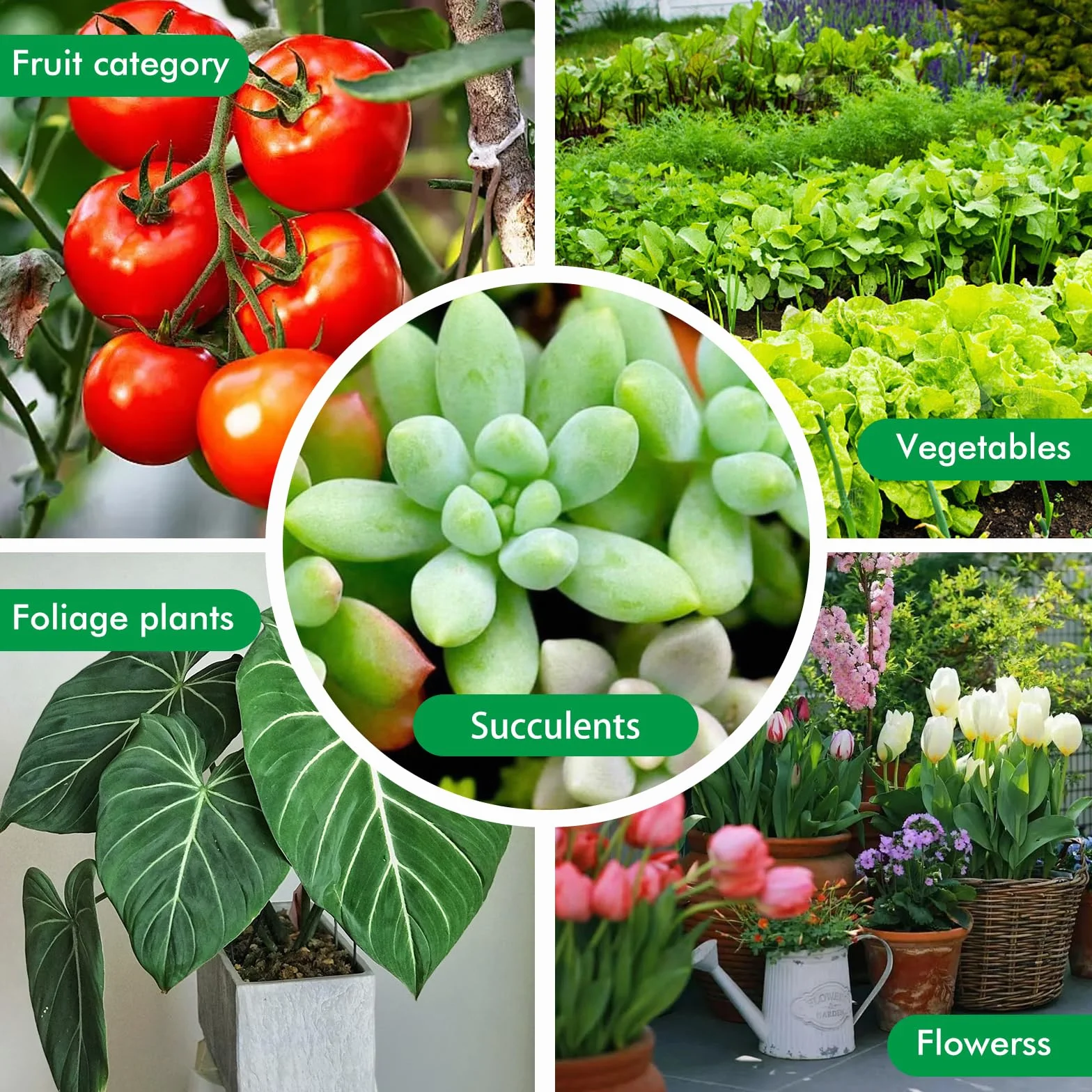 Juego de 4 lámparas LED T5 para plantas, espectro completo para plantas de interior, 30 cm, barra de crecimiento con luz solar de espectro completo, cadena de margarita para invernadero