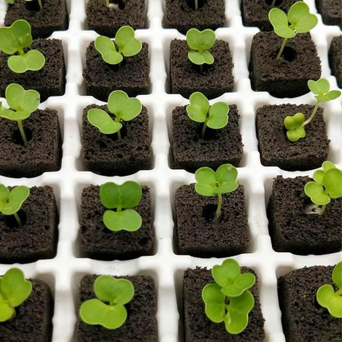 Paquete de 50 Esponjas de Cultivo para Hidroponía, Reemplazo de Bloque de Plántulas, Esponjas de Crecimiento de Raíces, Vainas de Semillas, Esponjas de Inicio de Semillas para Sistema(DRH TN0927)