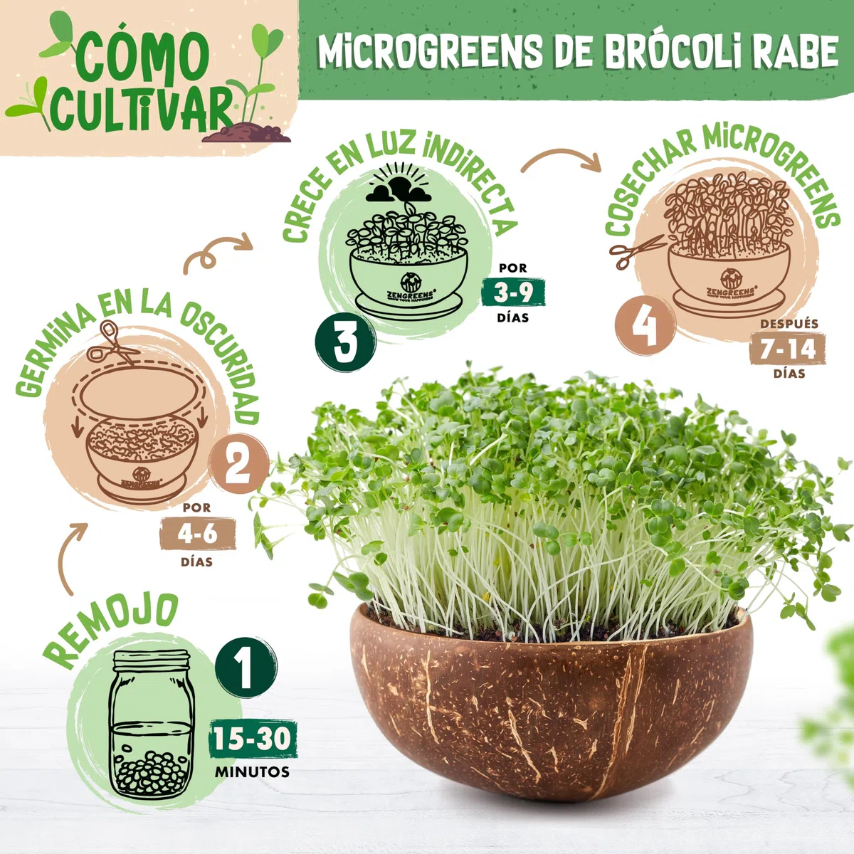 ZenGreens® Set de cultivo de microgreens eco - incl. cáscara de coco y 3 tipos de semillas - kit de germinación - alternativa a la germinador de semillas