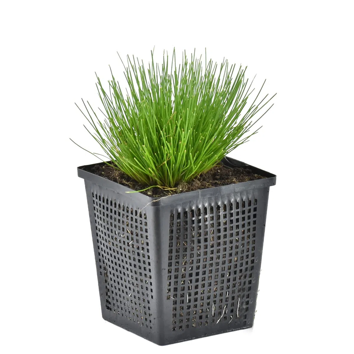 Bloomique - Scirpus cernuus - Junco cabello/grama aguja - Plantas de estanque - Acuáticas - Resistente al frío - Altura 10-20 cm - Maceta 11 cm
