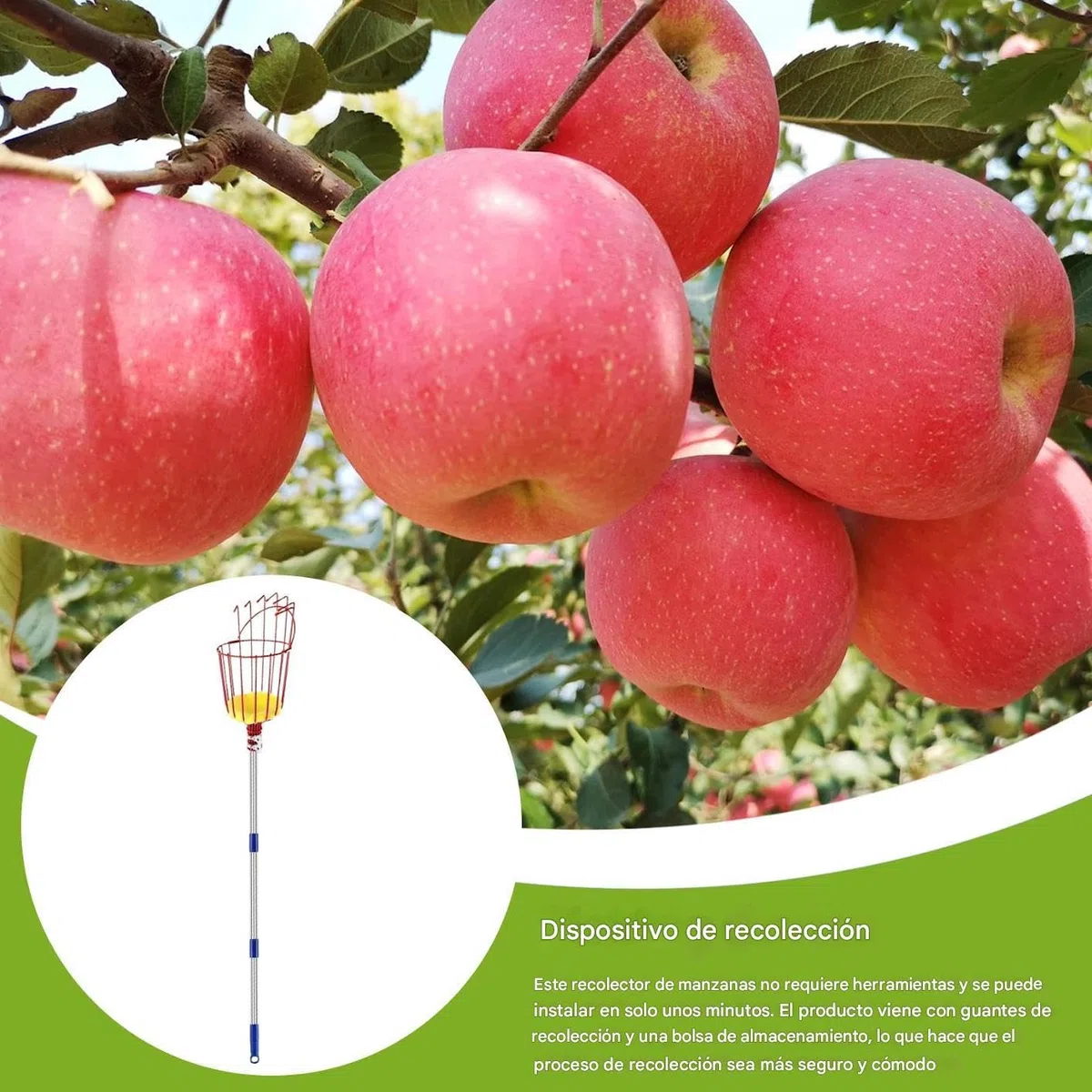Recolector de Frutas | Recolector de Naranjas de 4 m con Mango Retráctil,Herramienta De Recolección Para Melocotones Granadas Peras Aguacates