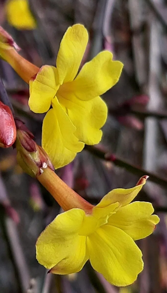 Planta natural Jazmin Amarillo, Jasminum Nudiflorum, 30-40 cm. Planta trepadora con flores fragantes y de un brillante color amarillo. Segura Garden.