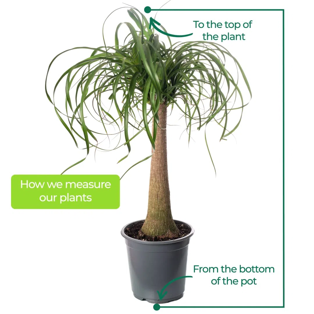 ardener's Dream - Pie de elefante para interior - Planta de interior tropical, plantas de interior de hoja perenne, grandes y reales (30-40 cm)