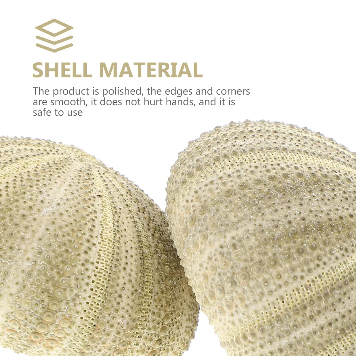 GANAZONO 6 piezas diferentes erizos de mar naturales para plantas aéreas conchas artificiales de erizo de mar como decoración mixta conchas de erizo de mar planta de aire decorativa para la decoración