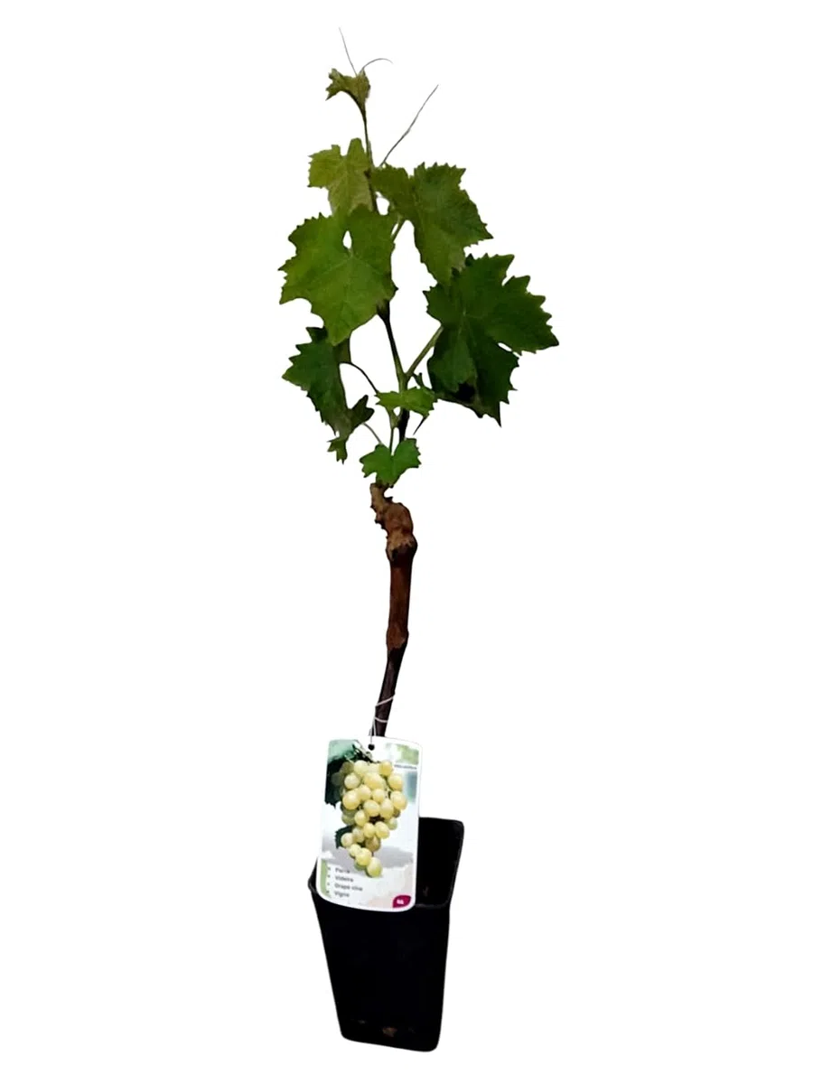 Planta Parra Injertadas de uva sin semilla. En maceta. Blanca Superior. Segura Garden. Frutos sabrosos sin molestias, ideal para disfrutar uvas sin semillas