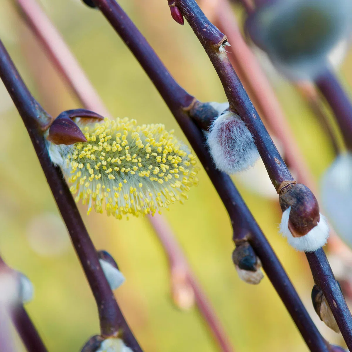 Árbol Salix Caprea Pendula 'Kilmarnock' | Sauce Llorón para Jardines Pequeños
