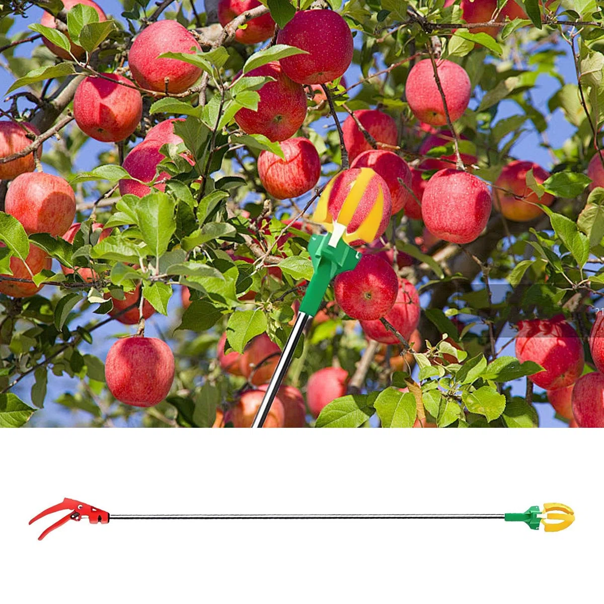 Recogefrutas | Recolector Telescópico de 3 Garras | Corta Ramas Recolector Manual Para Huerto Y Agricultor