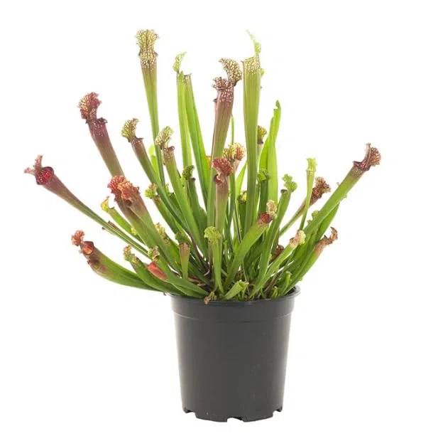 Sarracenia Natural Planta Antimosquitos Carnívora Ideal para tu Patio
