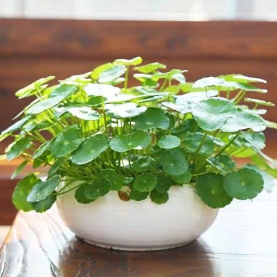 Aamish Planta de hierba de cobre 100 piezas