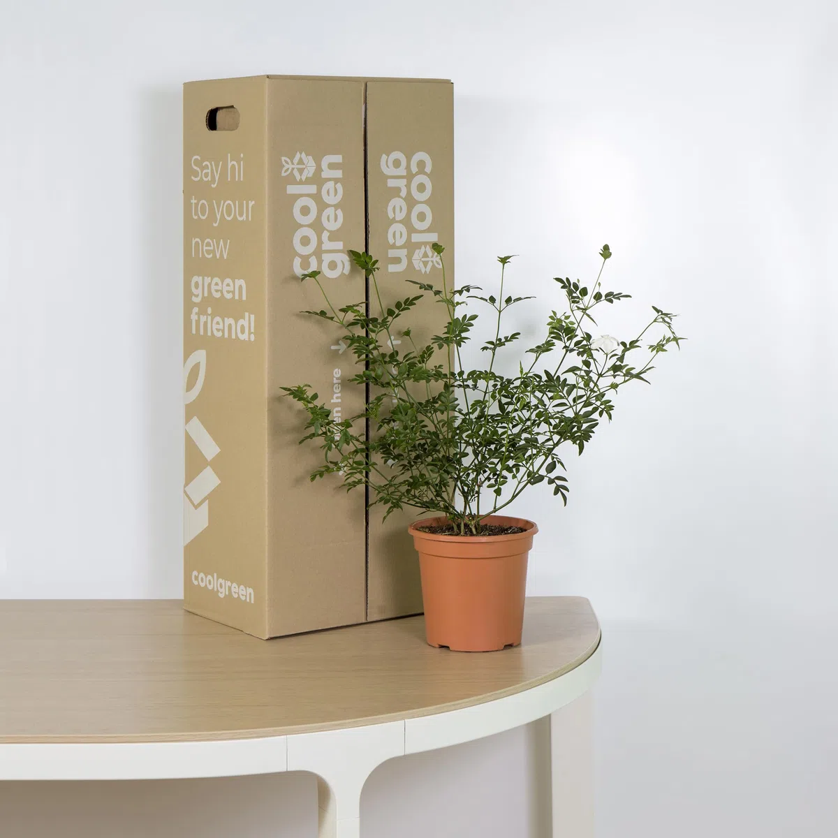 Cool Green - Planta natural interior - Jazmín