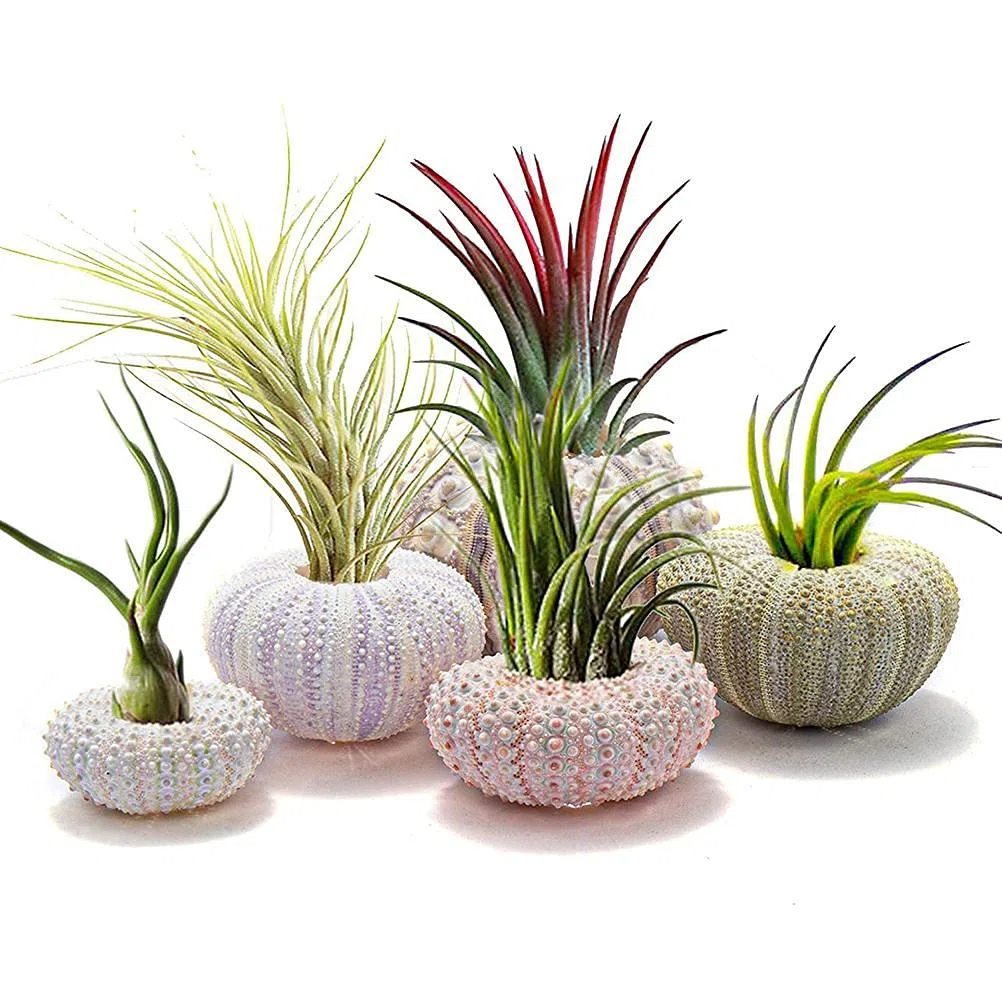 5 x Mini-maceta colgante de caracol, soporte decorativo para plantas de aire, mini-concha, contenedor de exhibición de suculentas para el hogar, exterior, jardín