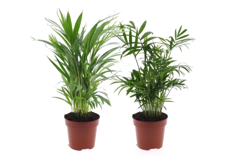 Chamaedorea y Areca Naturales Plantas de Interior con Maceta de 9cm