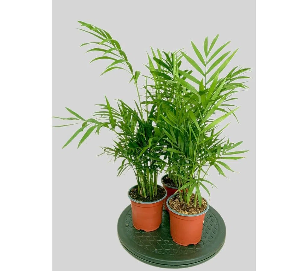Garden Center Shop | Pack 3 Plantas Chamaedorea Elegans M9 | Palma de Interior Purificadora | Fácil Cuidado y Gran Durabilidad | Ideal Hogar y Oficina