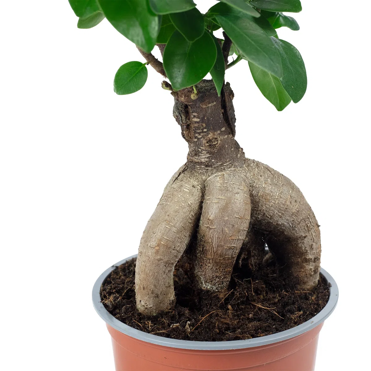 Ficus Ginseng - Higo chino (altura aprox. 25 cm, diámetro de la maceta 12 cm)