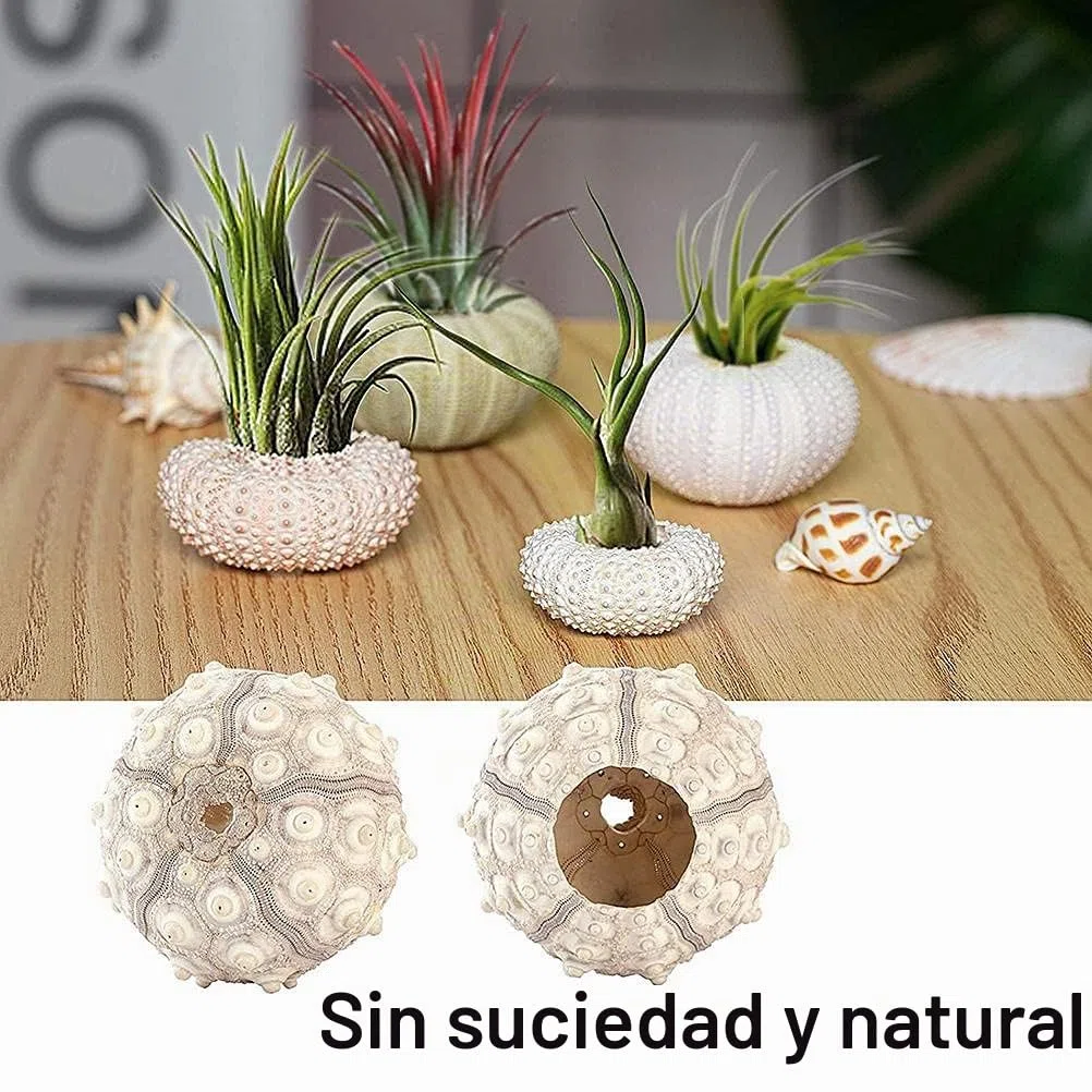 5 x Mini-maceta colgante de caracol, soporte decorativo para plantas de aire, mini-concha, contenedor de exhibición de suculentas para el hogar, exterior, jardín