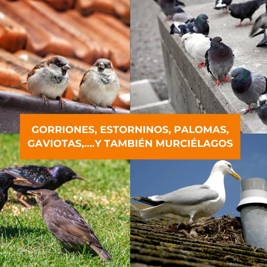 Repelente para Aves 1X500ml I Protección antipalomas ahuyentador de pajaros y protección de Balcones Plantas edificaciones Barcos Evita la Suciedad de Las Palomas contra Las Palomas y pajaros