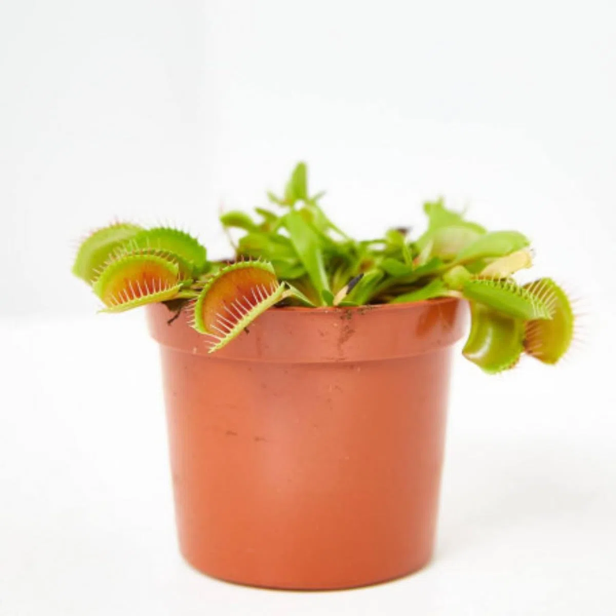 Verdecora Dionaea Muscipula - Venus atrapamoscas - Planta carnivora de interior en maceta de Ø10cm