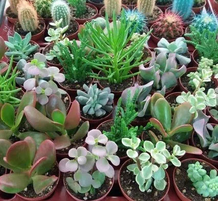 15 CACTUS SUCULENTAS SIN PINCHAS NATURALES DIFERENTES EN MACETA DE 5CM