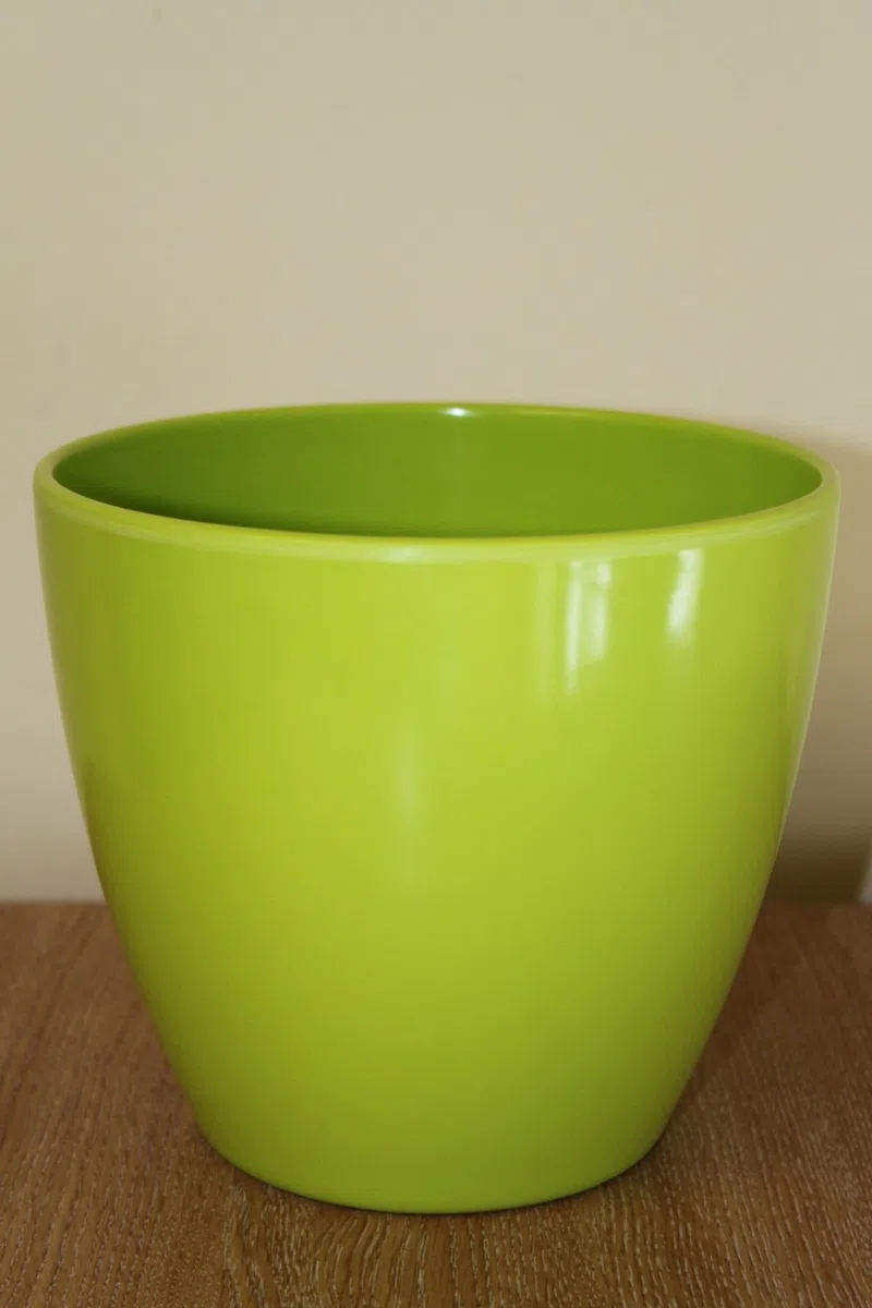 Planta de interior - Planta para la casa o la oficina - Monstera deliciosa - Planta del queso suizo - 45cms de alto en un palo con musgo
