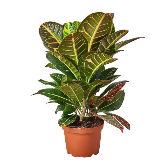 Crotón Petra | DECOALIVE | Planta de Interior Natural | Codiaeum Variegatum