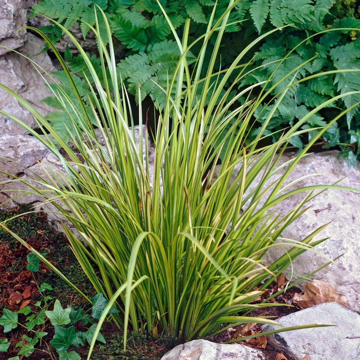 Bloomique - Acorus ‘Ogon’ - Cálamo enano - Plantas de estanque - Resistente al frío - Altura 10-20 cm - Maceta 9 cm