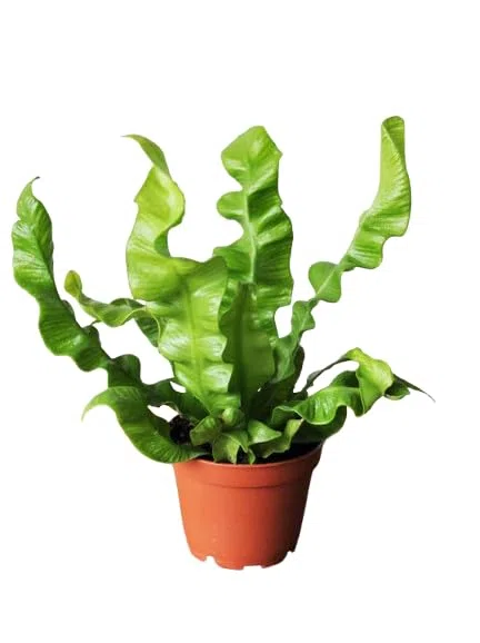 Helecho Asplenium Nido de Ave – Estilo y Vida Verde en tu Espacio