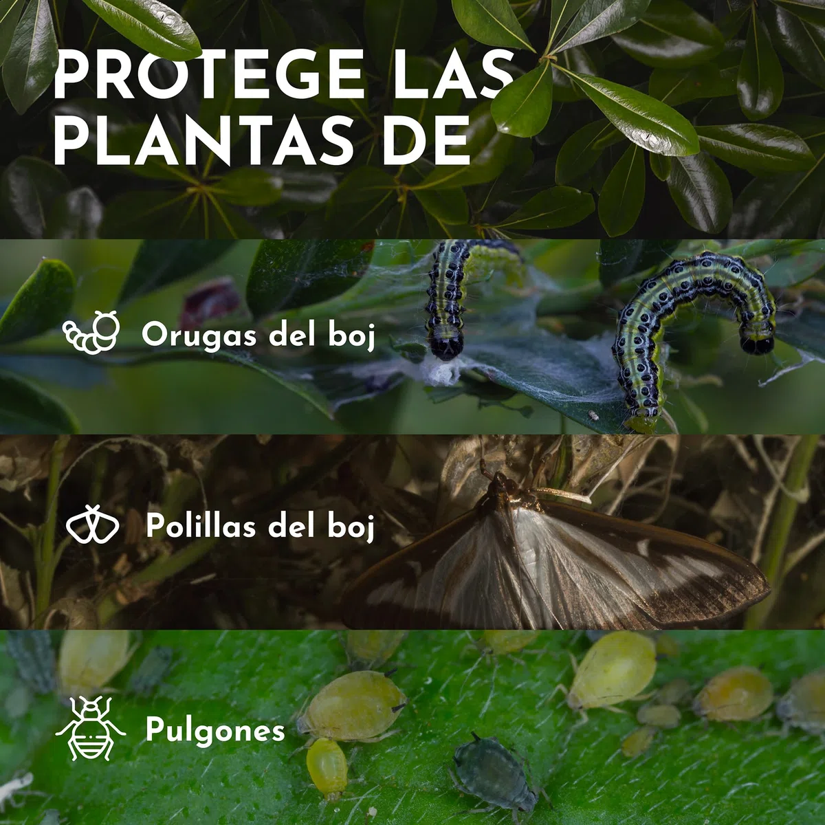 Spray Repelente Orugas con Aceite de Citronela - Fácil de Usar - 500ml - Actúa Contra Oruga, Polillas, Pulgones - Seguro para Mascotas - Alternativa a Insecticida Orugas
