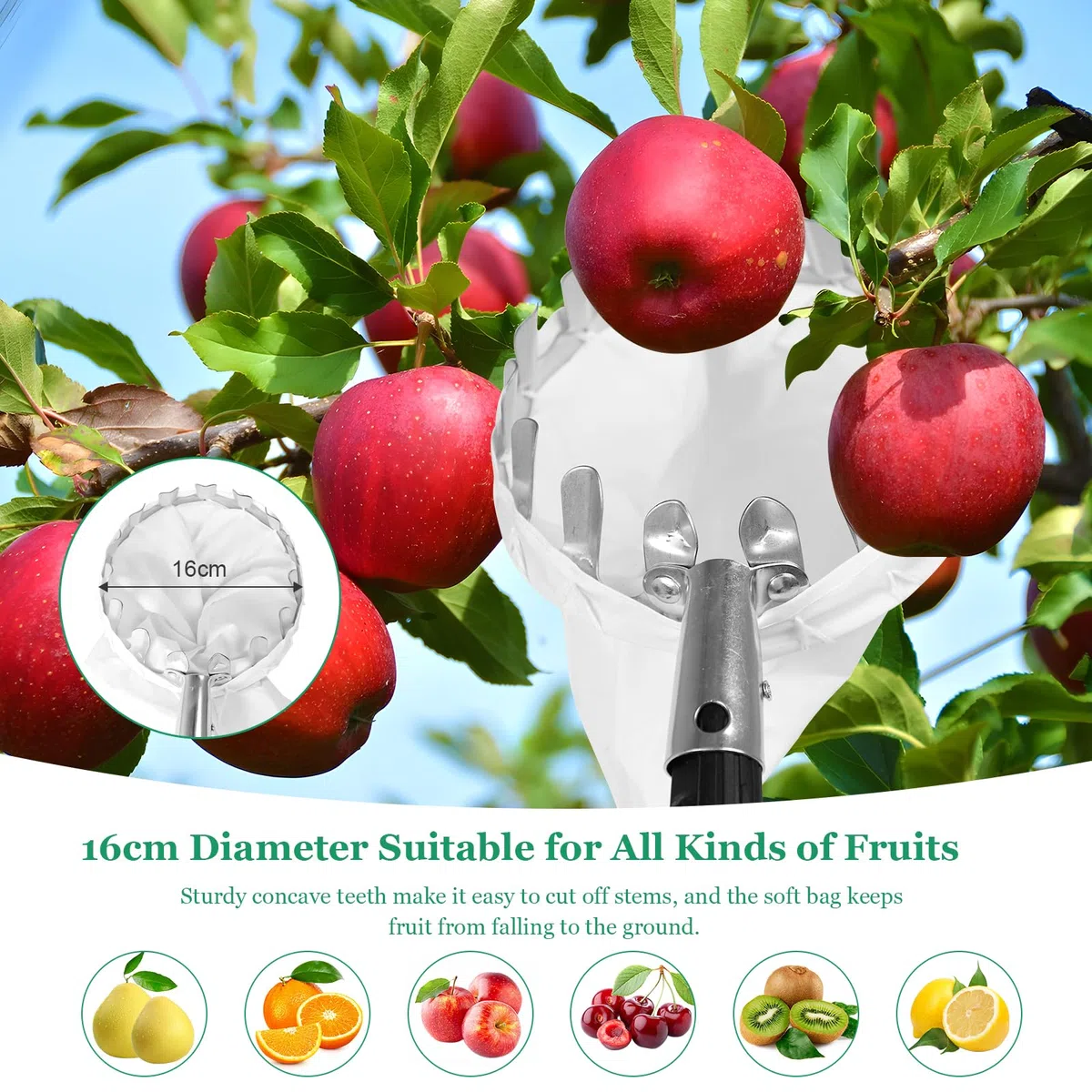 Recogedor de Frutas Telescopico, 2,4 M Recolector de Frutas, Recoge Frutas de Árboles, Recoge Frutas Telescopico Extensible, Herramienta recolectora de Frutas para Manzanas, Naranjas, Peras