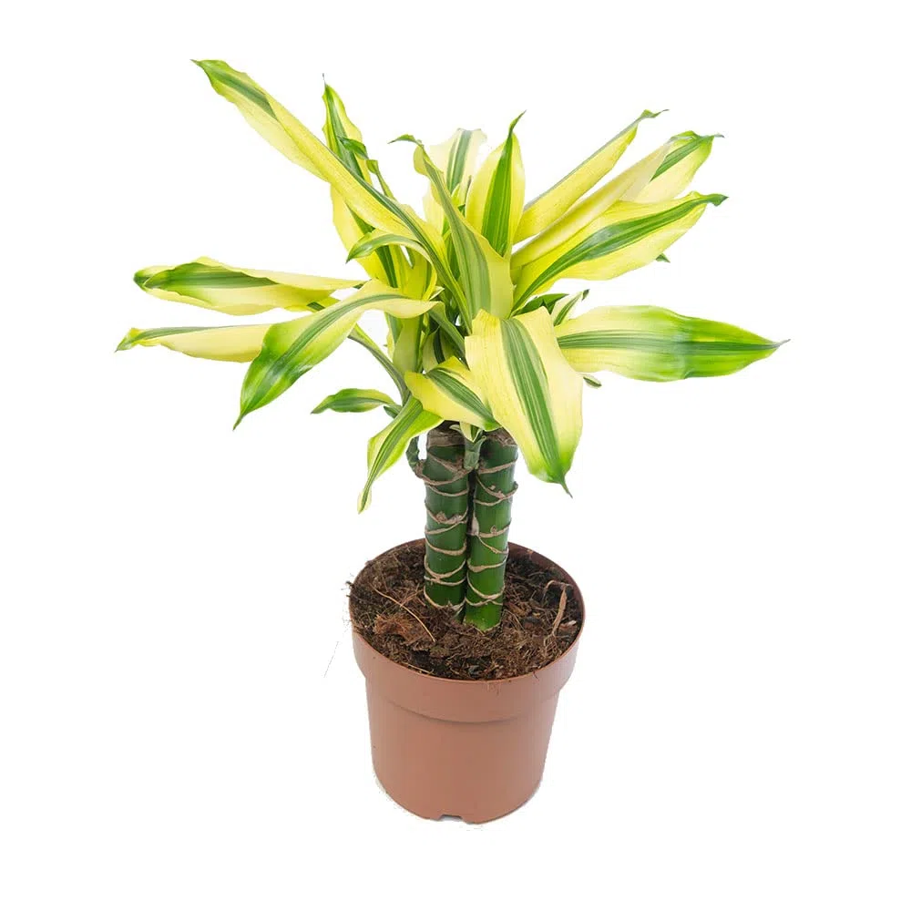 Palo de Brasil | Dracaena Fragrans | Tronco Brasil | Planta Natural Que Purifica el Aire | Planta Interior